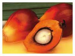 Buy Red Palm Oil
